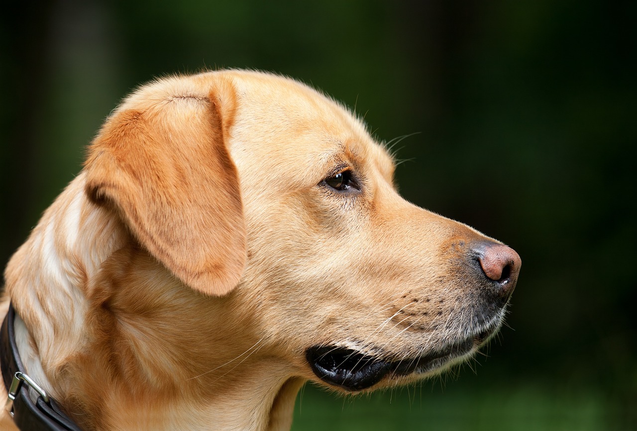 Kakšne vrste pasme je labradorec?